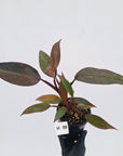 Philodendron 'Orange Princess' - FLASH SALE