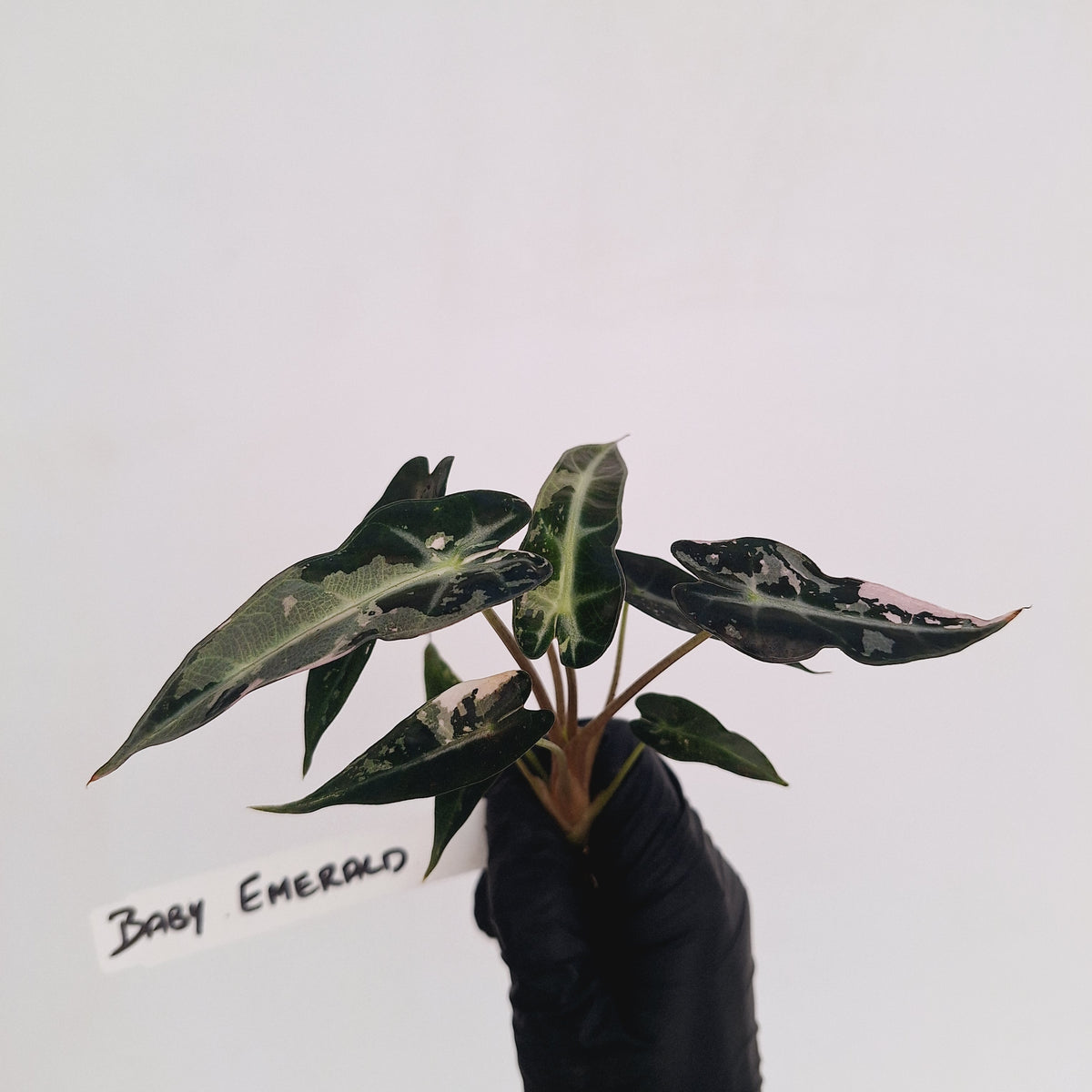 Alocasia Amazonica bambino Variegata - Bare Bottom Baby