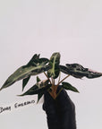 Alocasia Amazonica bambino Variegata - Bare Bottom Baby