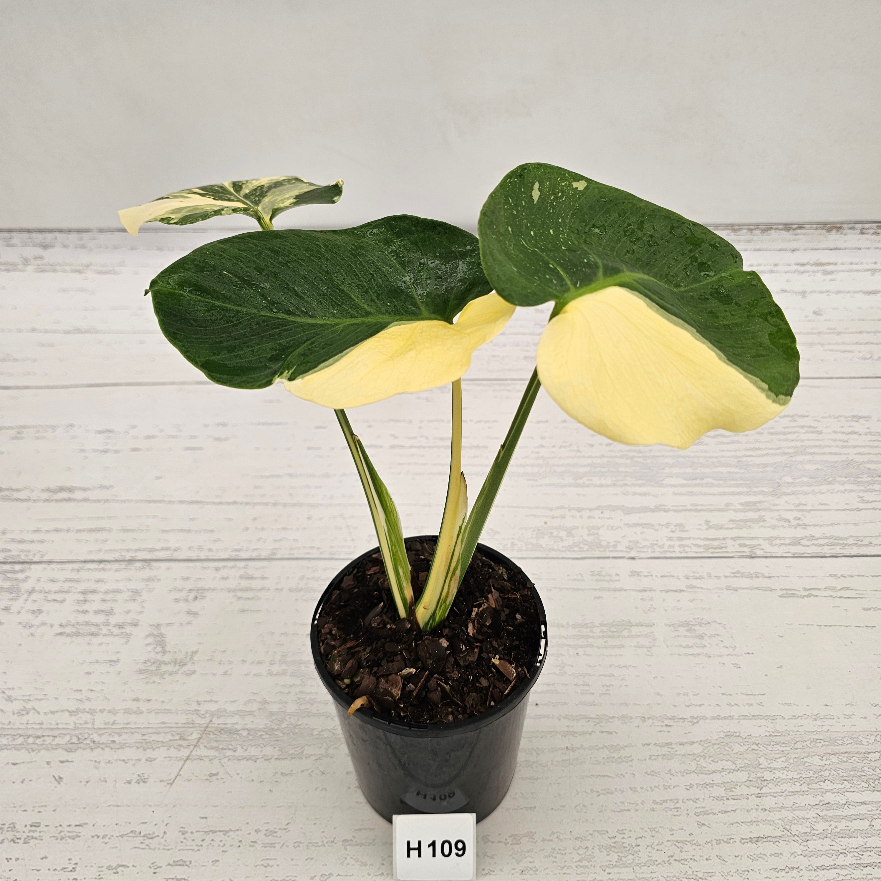 Monstera deliciosa Thai Constellation