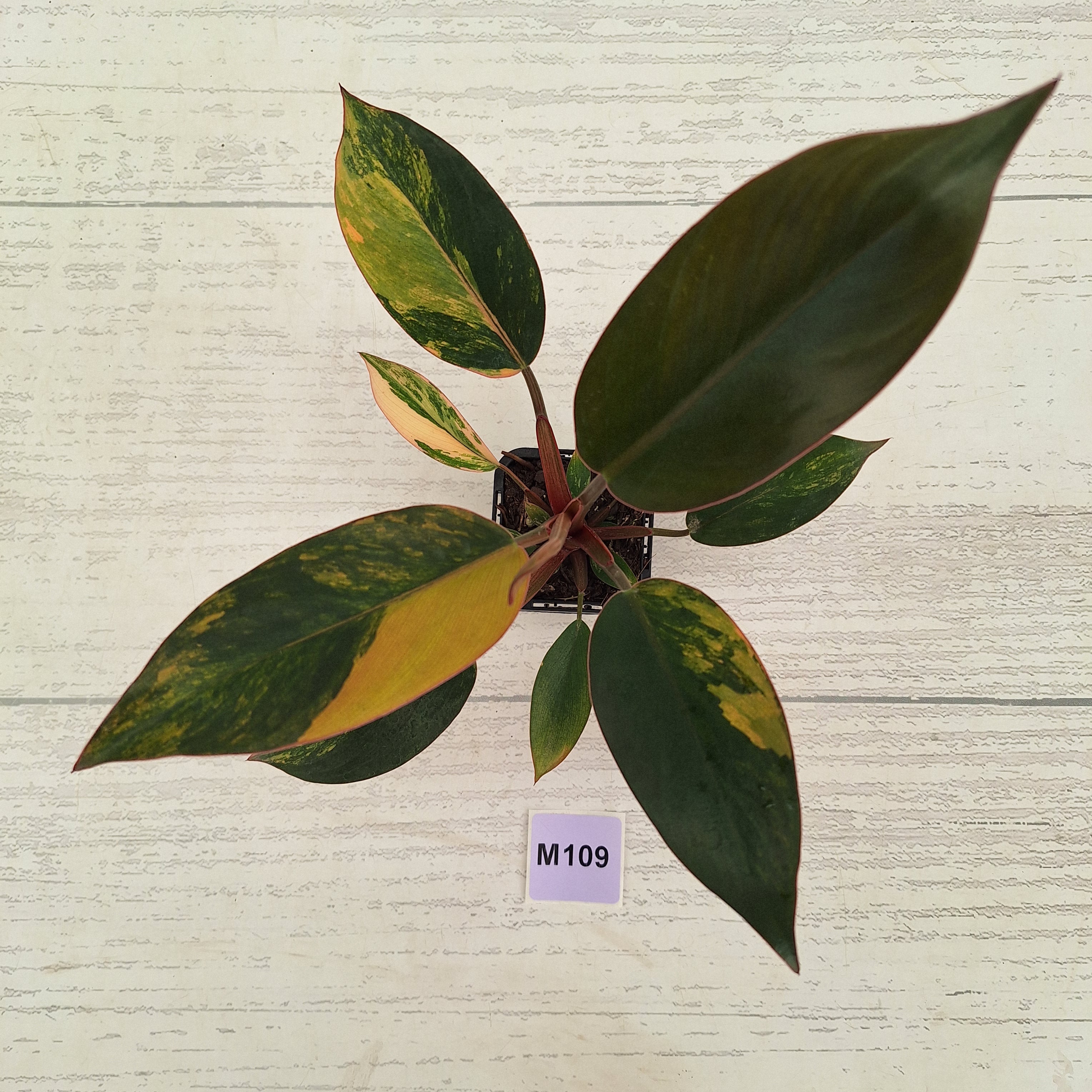 Philodendron 'Rojo Congo Variegated' 70mm