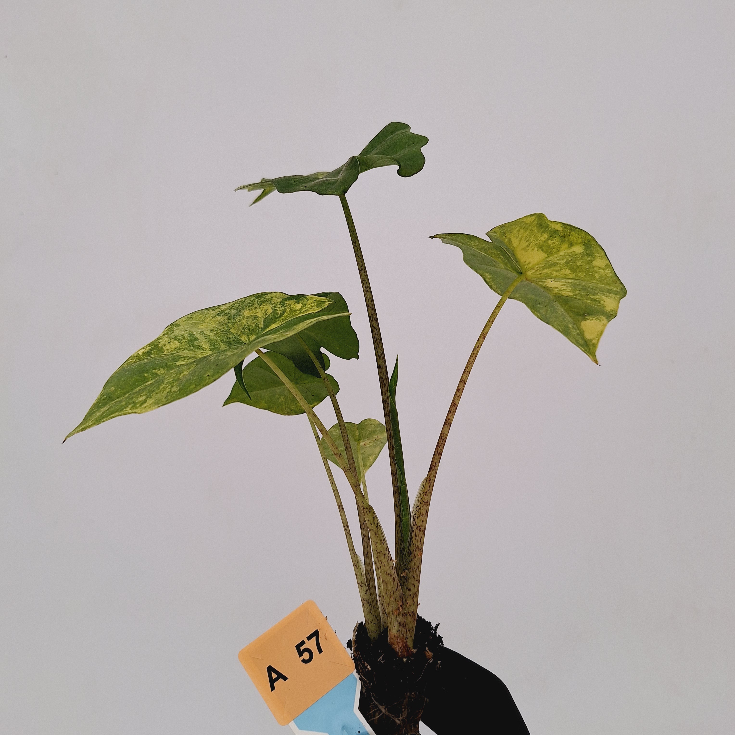 Alocasia Portora Variegata - Bare Bottom Baby