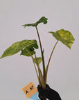 Alocasia Portora Variegata - Bare Bottom Baby