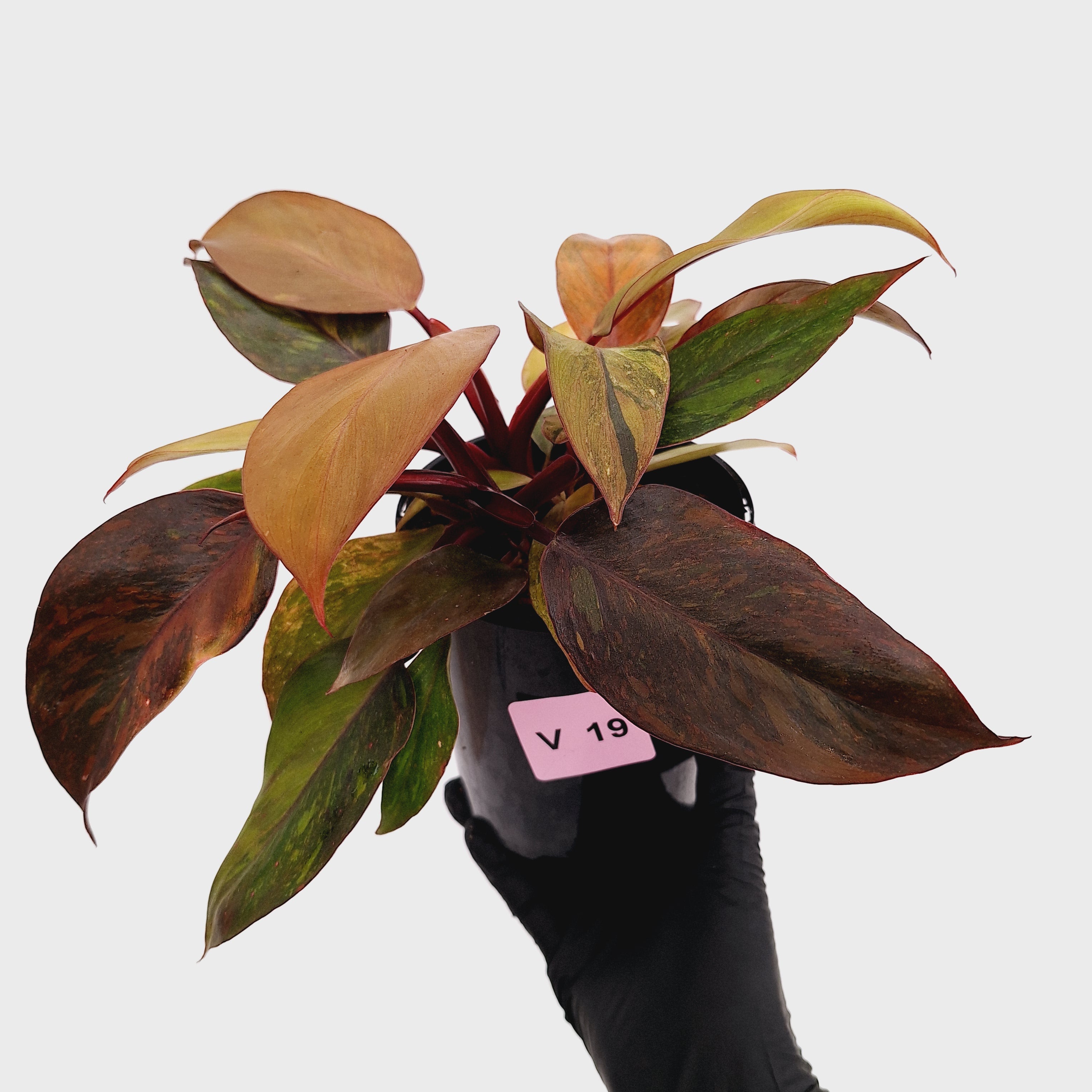 Philodendron 'Orange Princess' Sport