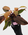 Philodendron 'Orange Princess' Sport