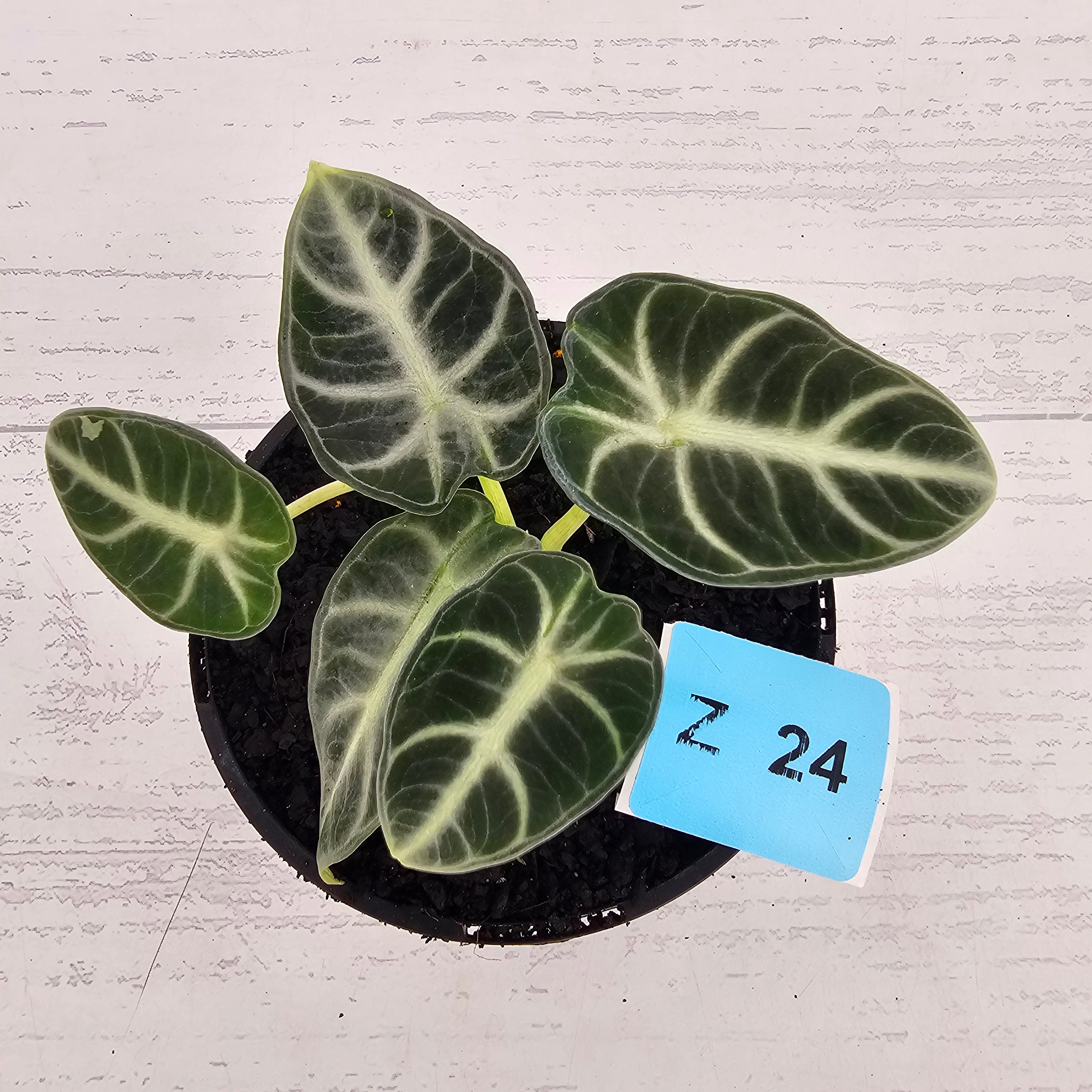 Alocasia  no ID
