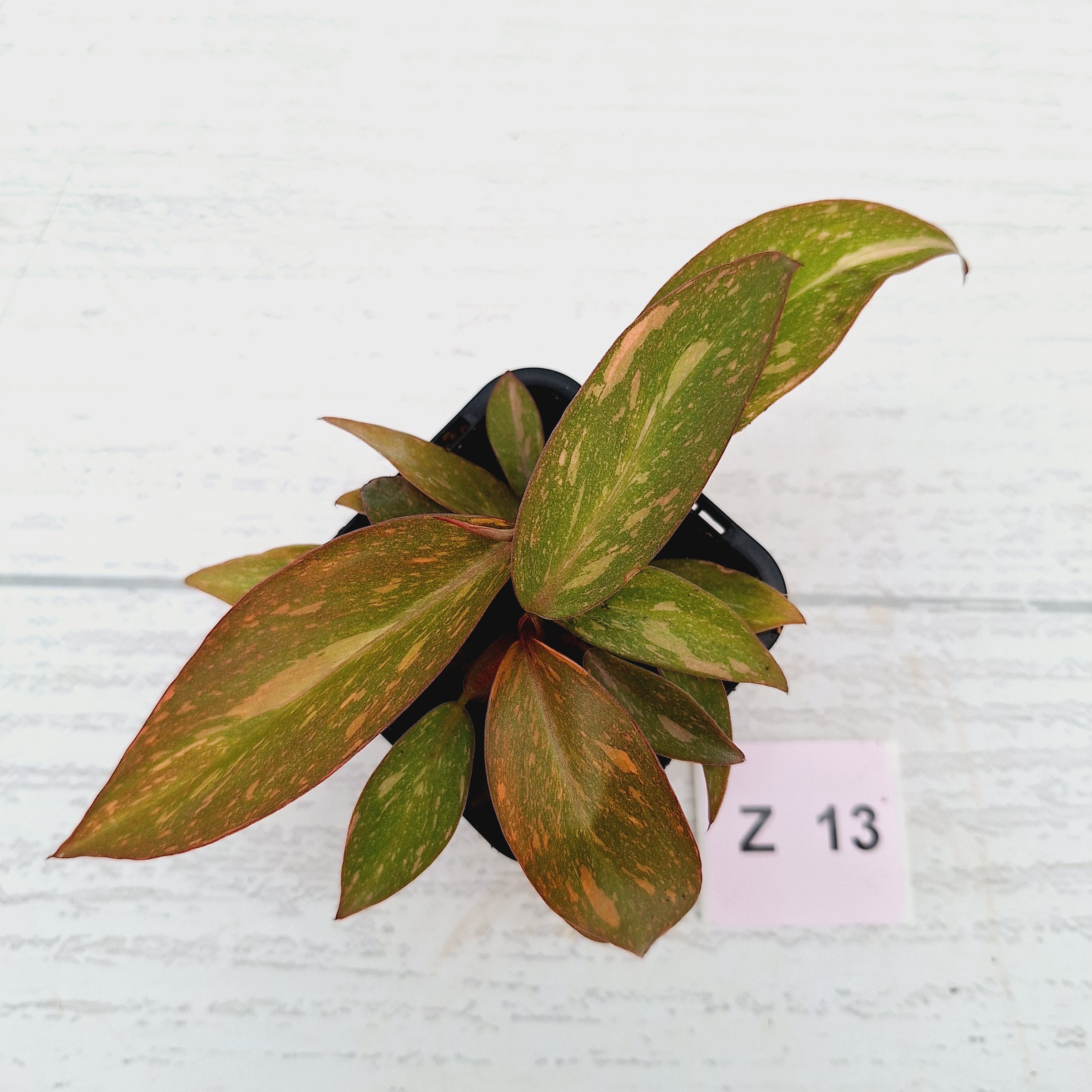 Philodendron &#39;Orange Princess&#39;