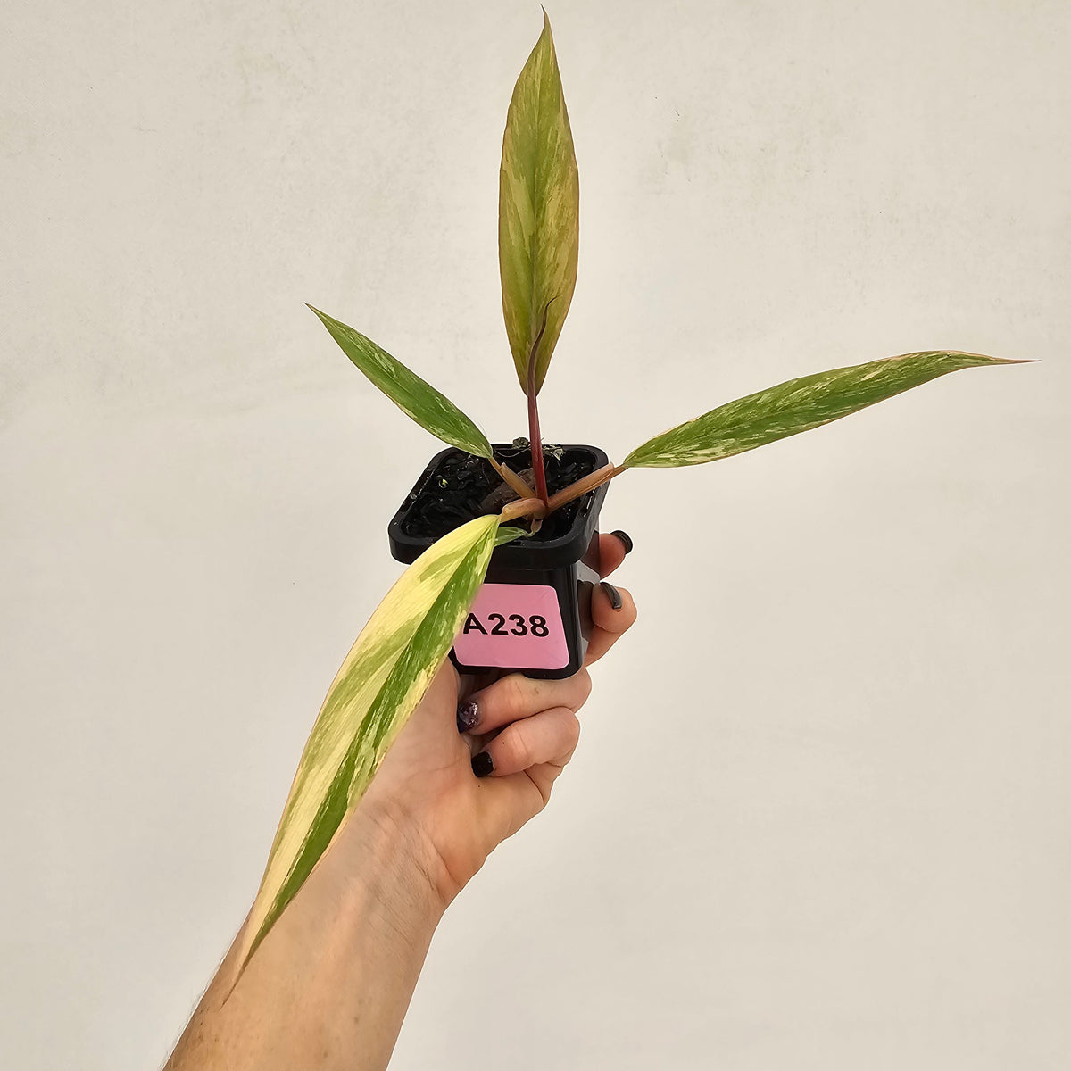 Philodendron serratum 'Caramel Marble' -flash sale