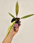 Philodendron serratum 'Caramel Marble' -flash sale