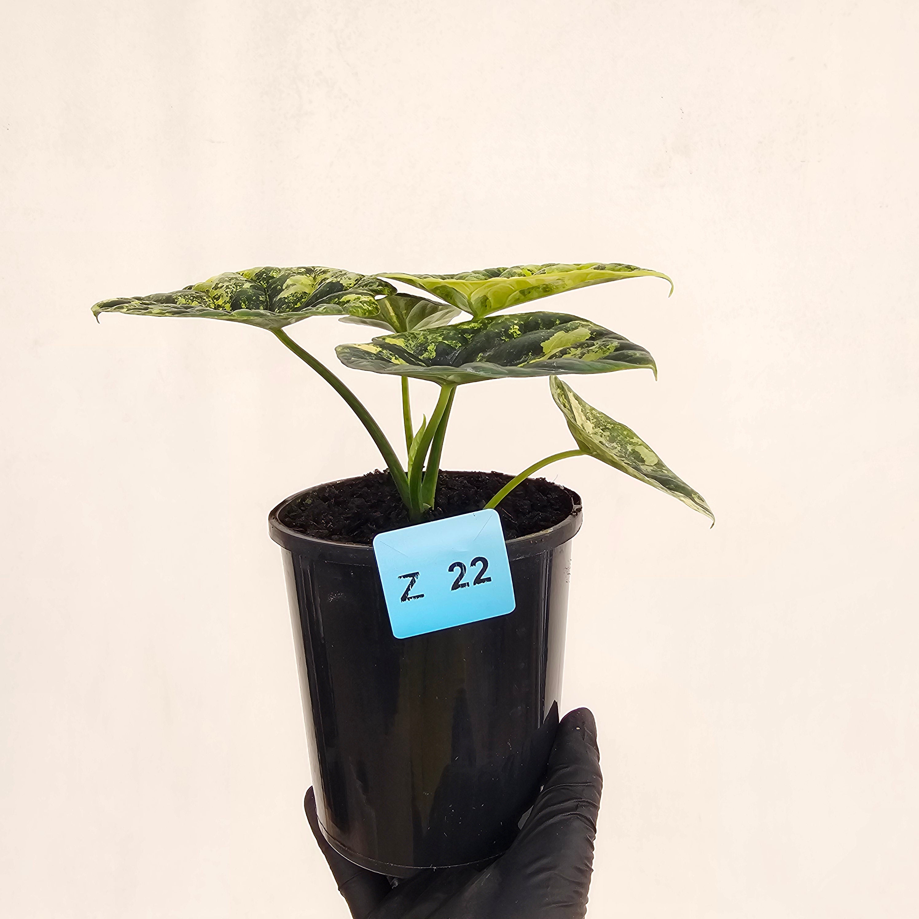 Alocasia  no ID