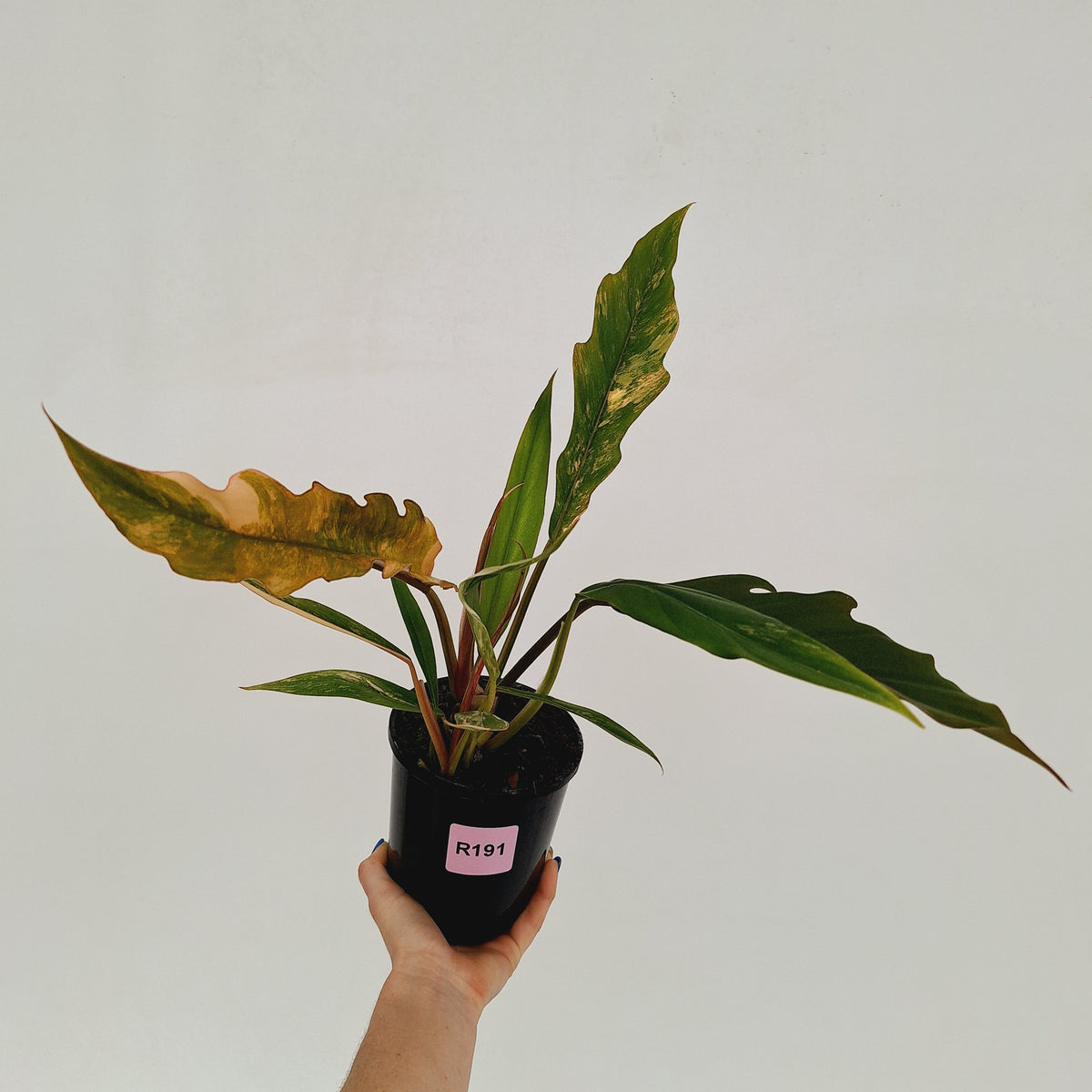 Philodendron serratum 'Caramel Marble'