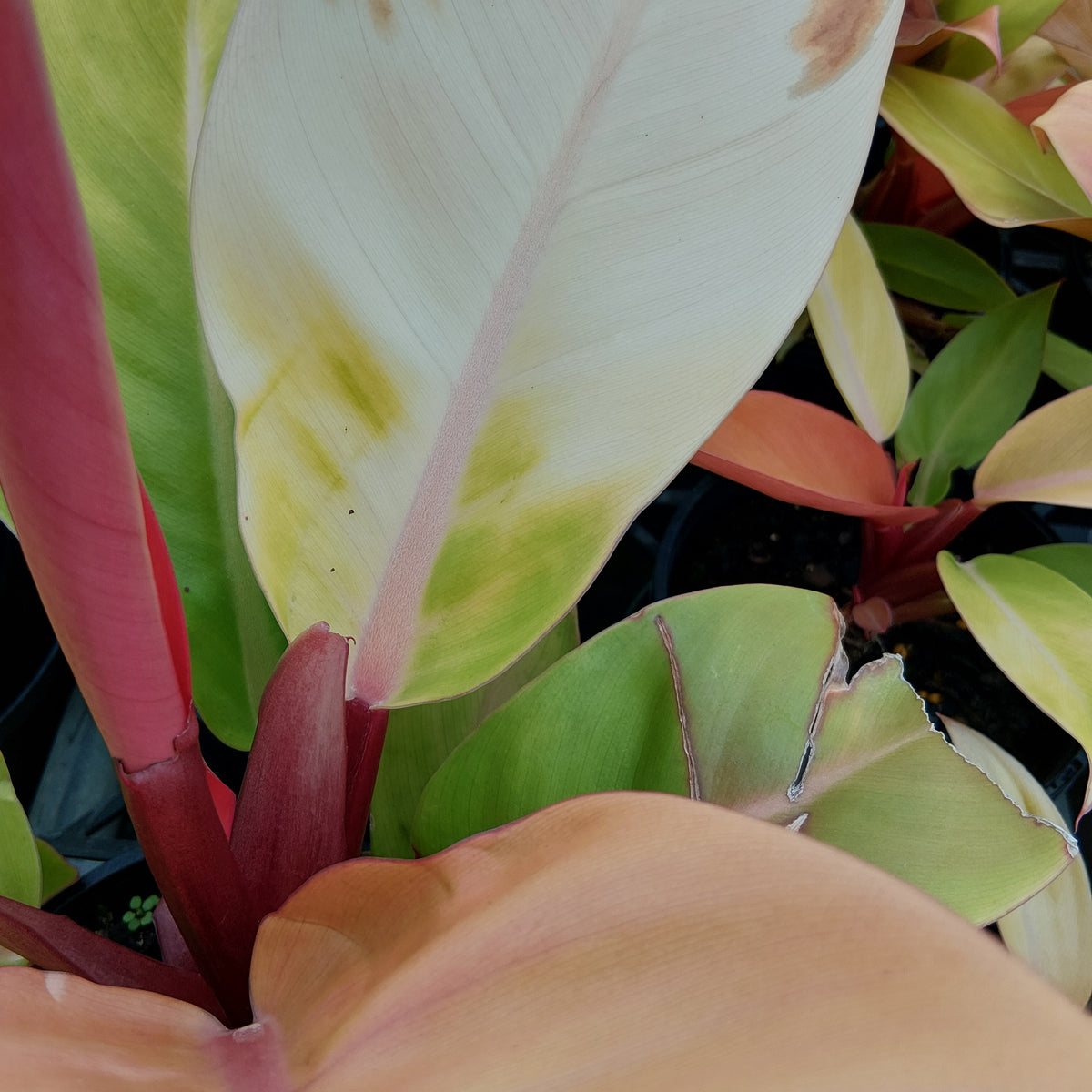 Philodendron 'Prince of Orange' - Perfectly Imperfect