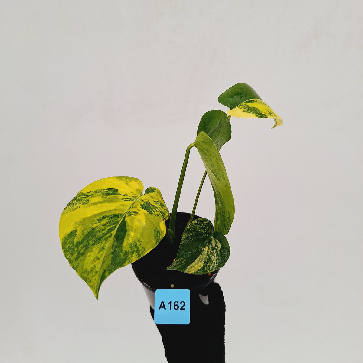 Monstera deliciosa Aurea 'Yellow Marilyn'
