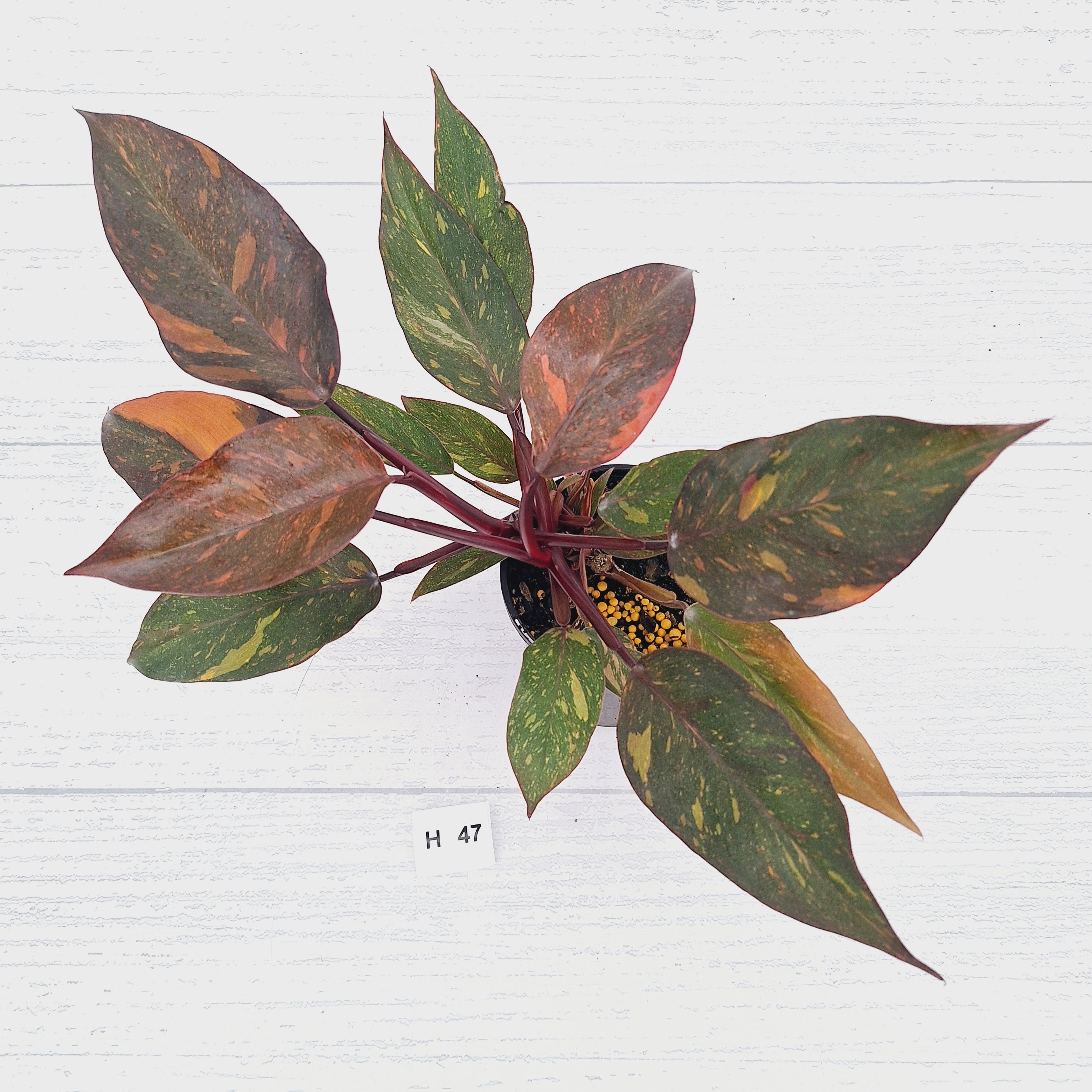 Philodendron 'Orange Princess' - FLASH SALE