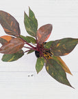Philodendron 'Orange Princess' - FLASH SALE