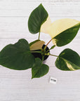 Homalomena rubescens 'Emerald Gem' Variegata
