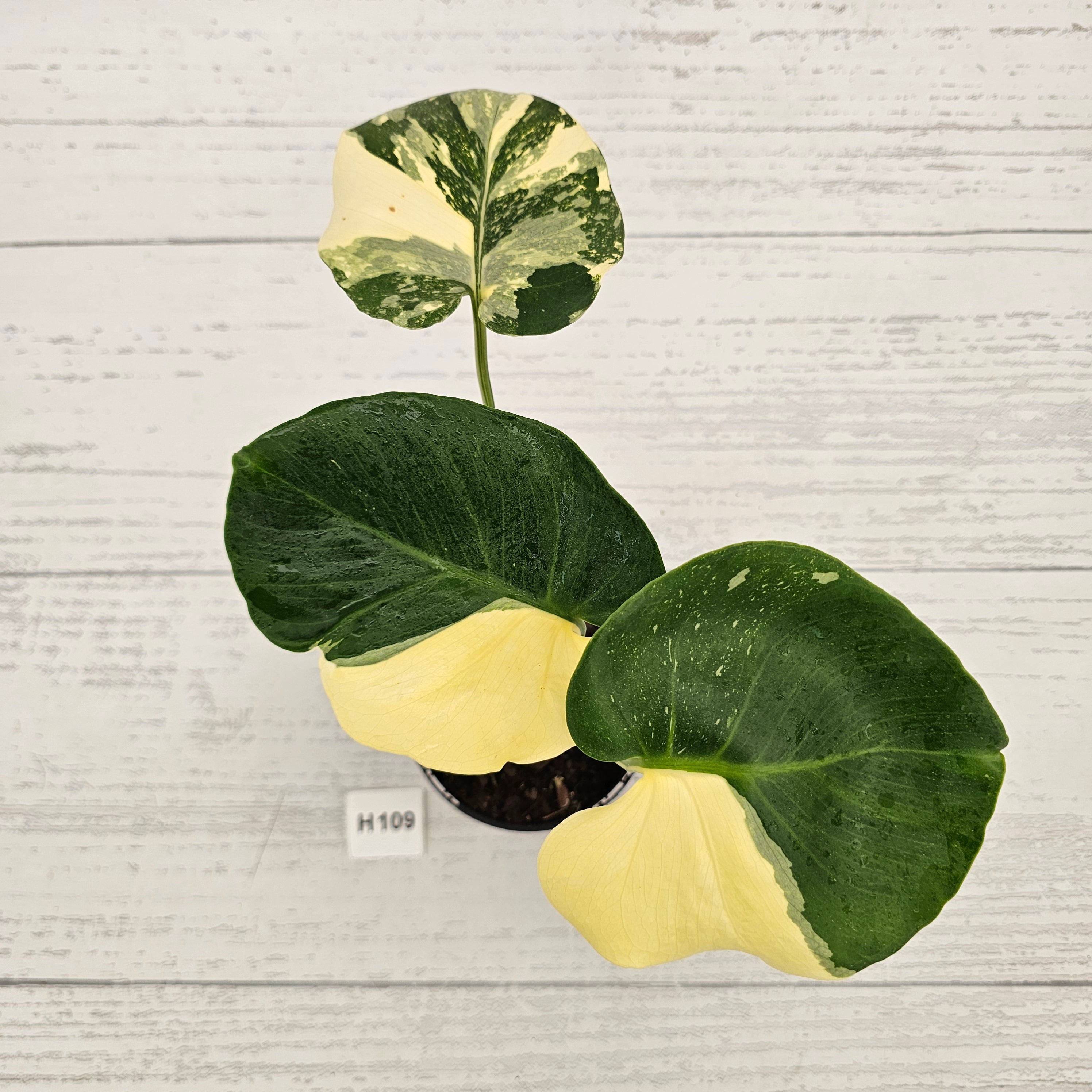 Monstera deliciosa Thai Constellation