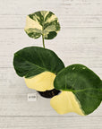 Monstera deliciosa Thai Constellation
