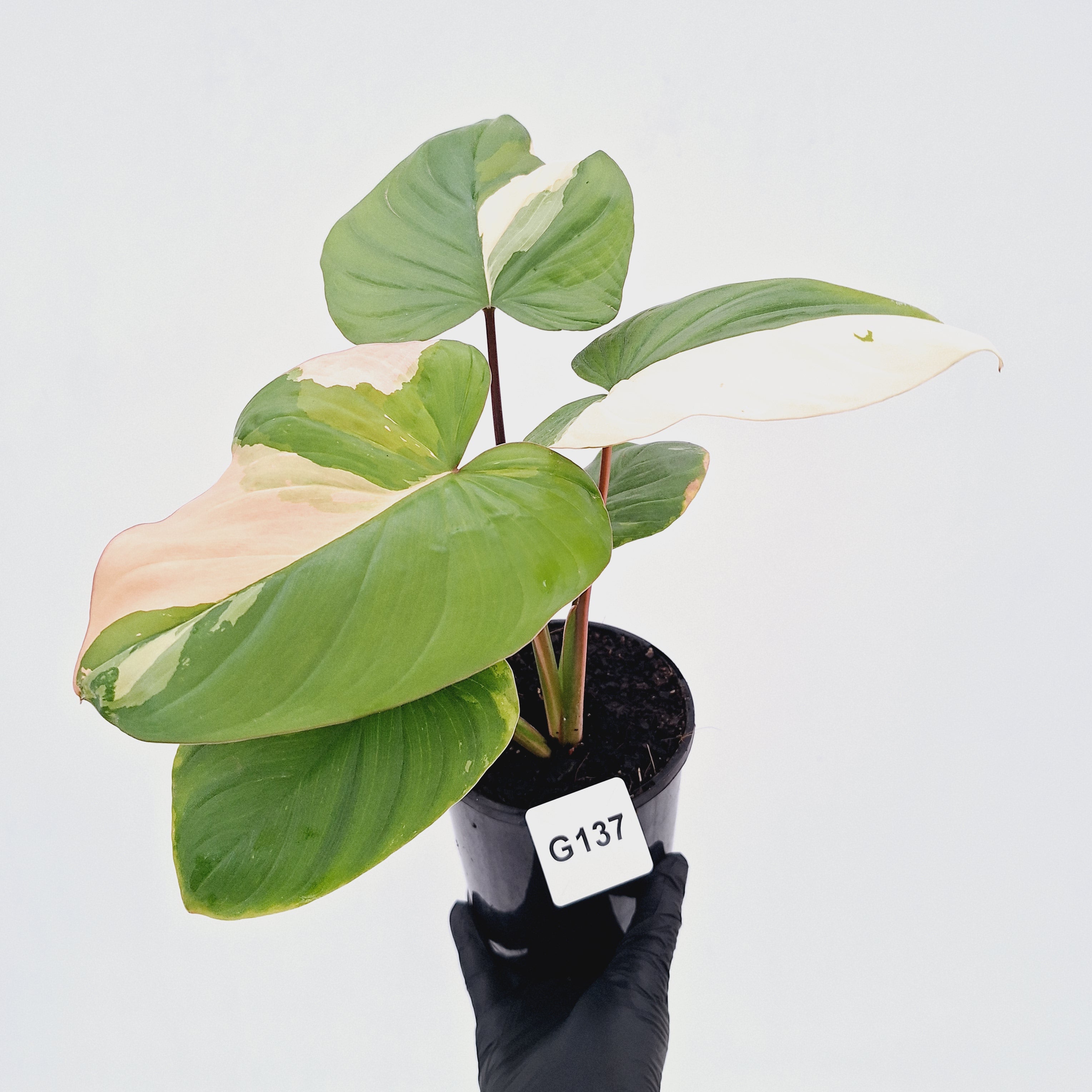 Homalomena rubescens Variegata -