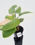 Homalomena rubescens Variegata -