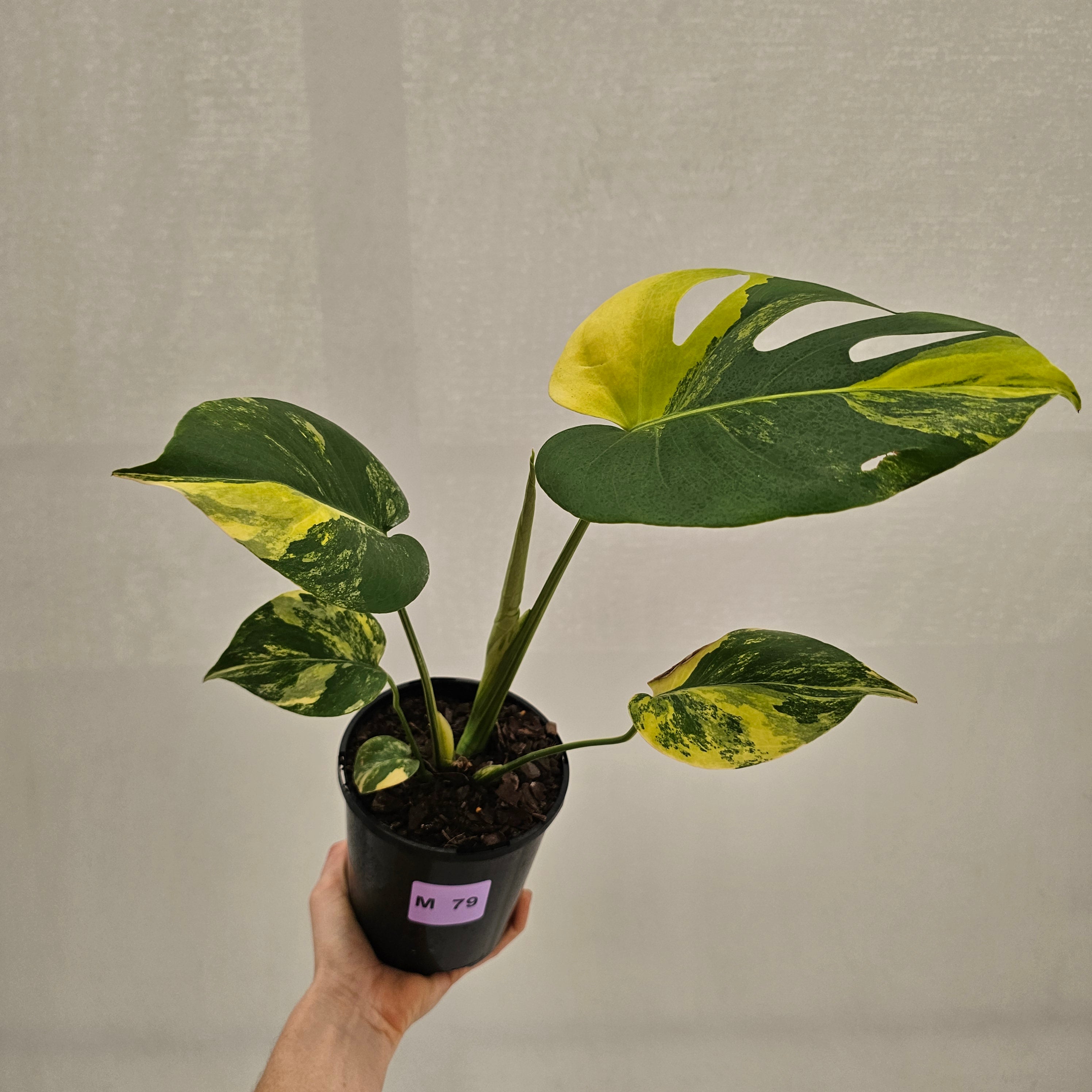 Monstera deliciosa Aurea 'Yellow Marilyn'