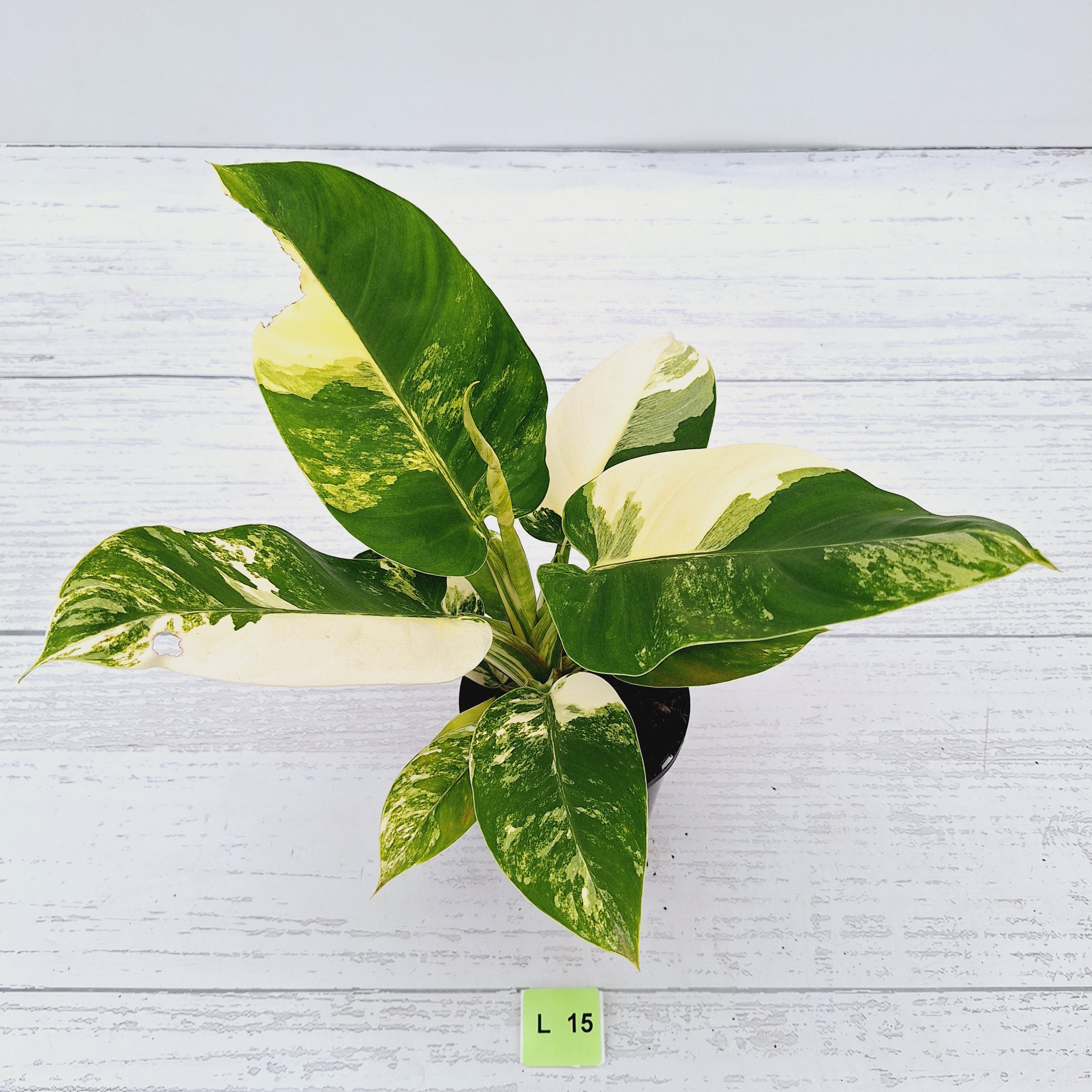 Philodendron imperial green variegata