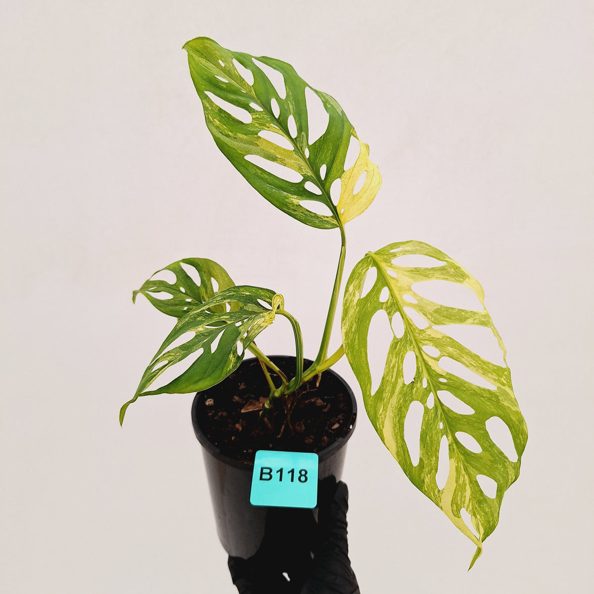 Monstera adansonii Variegata
