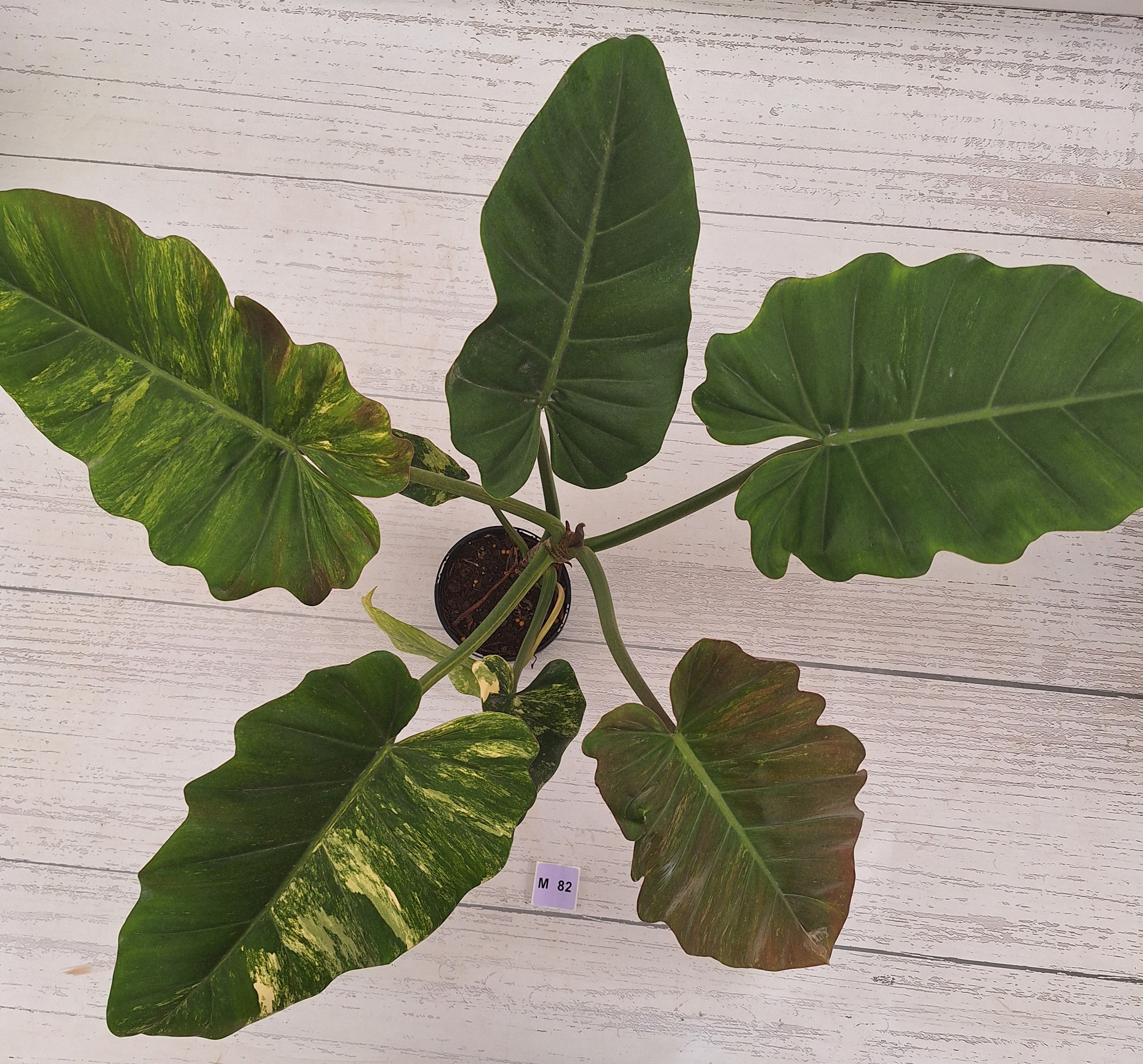 Philodendron pinnatifidum 'Jungle Fever Egg Yolk"