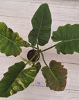 Philodendron pinnatifidum 'Jungle Fever Egg Yolk"