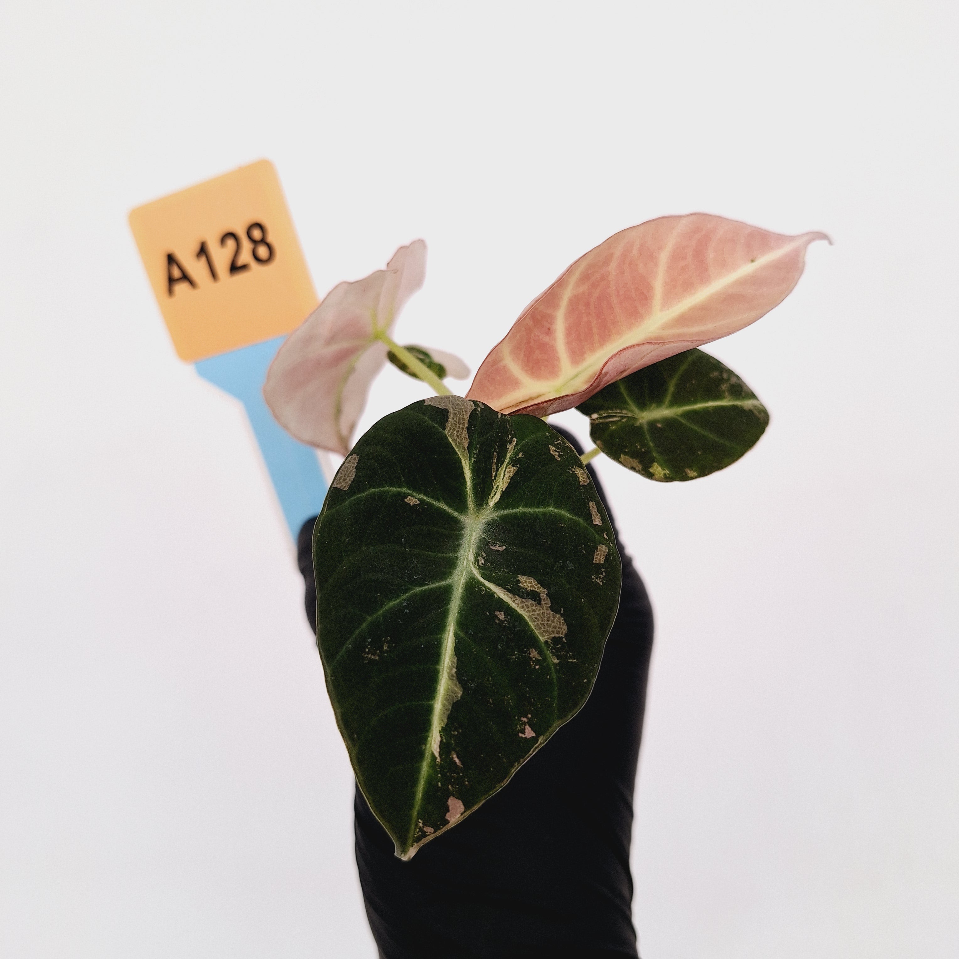 Alocasia reginula &#39;Black Velvet variegata&#39;- Bare Bottom Baby