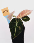 Alocasia reginula 'Black Velvet variegata'- Bare Bottom Baby
