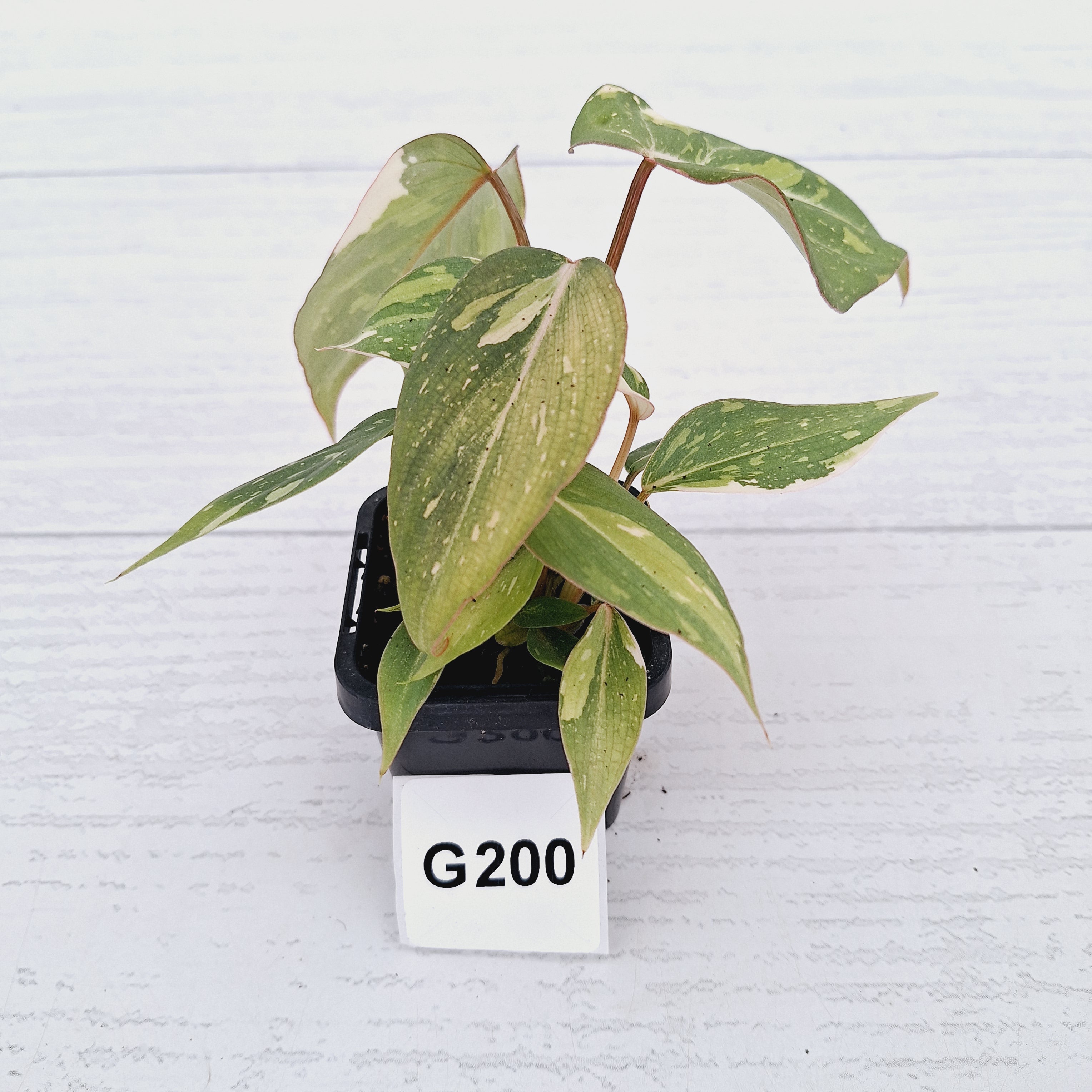 Philodendron gloriosum white vien variegata - SALE