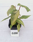 Philodendron gloriosum white vien variegata - SALE