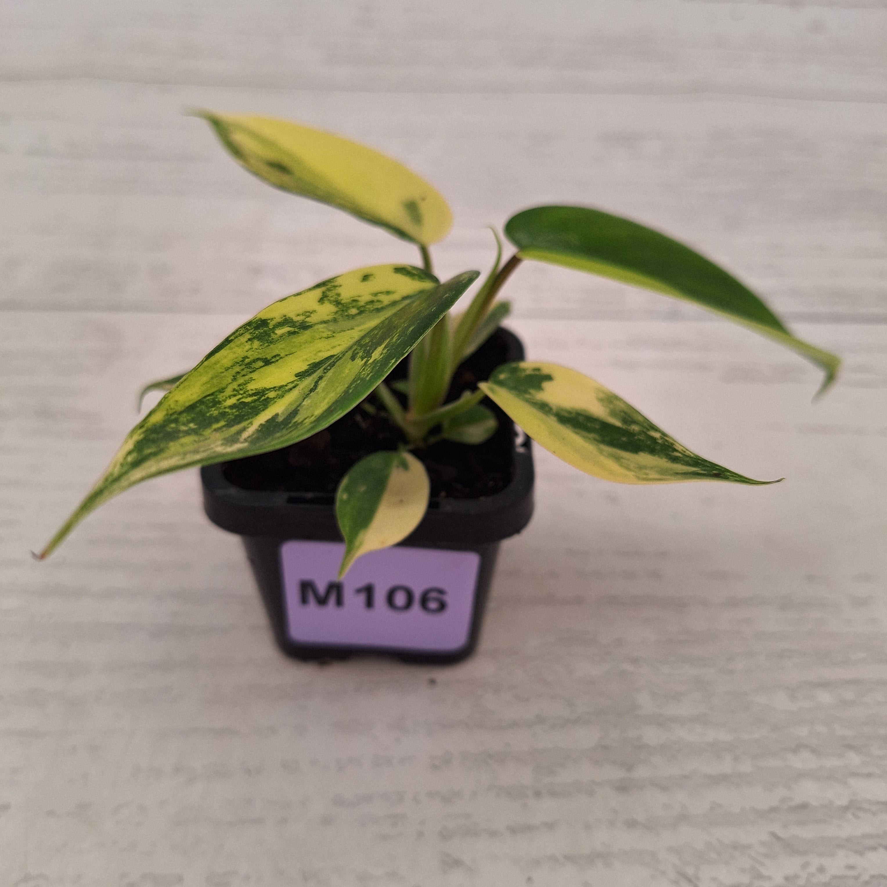 Philodendron pedatum 'Florida Beauty'