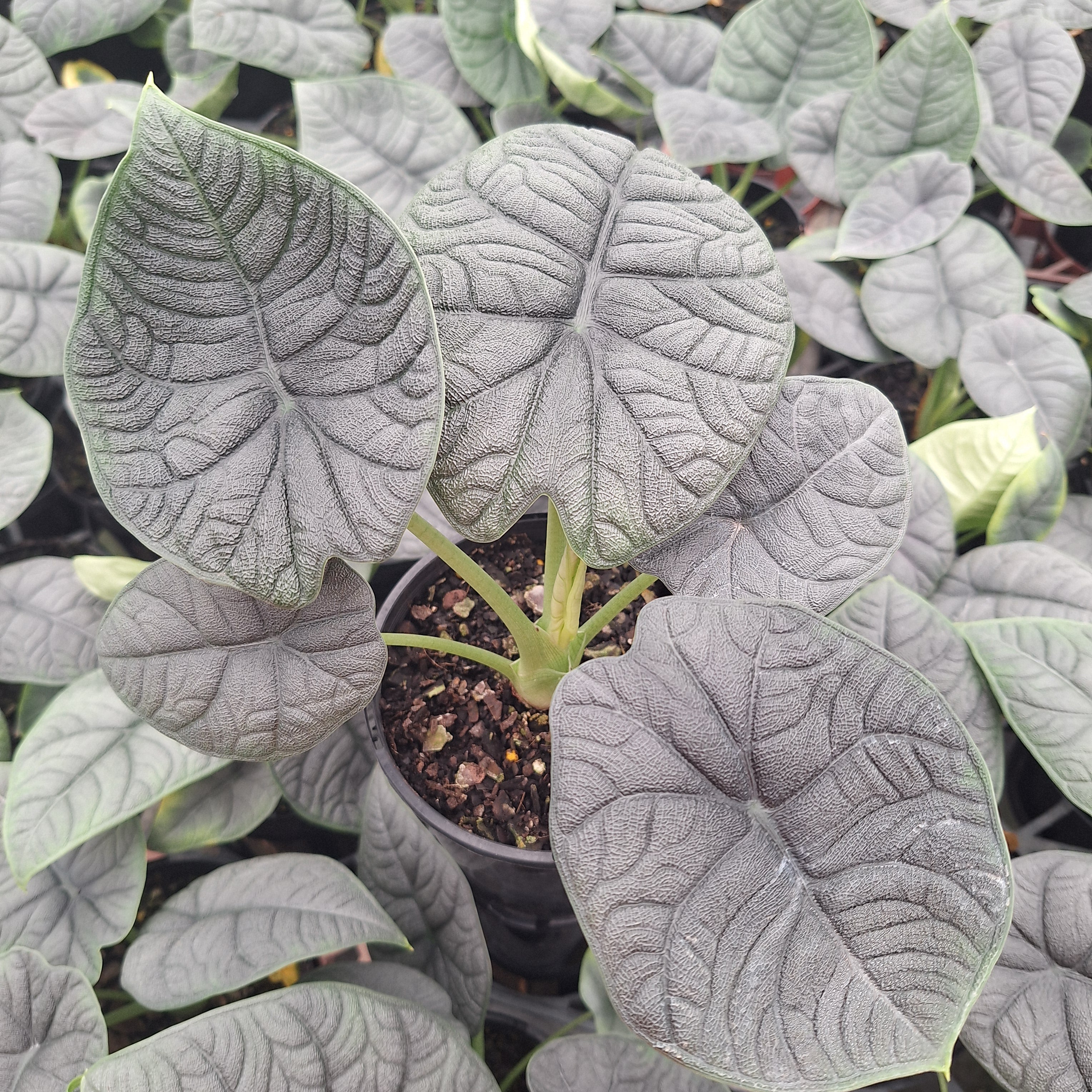 Alocasia melo ‘Rhino Skin’