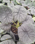 Alocasia melo ‘Rhino Skin’