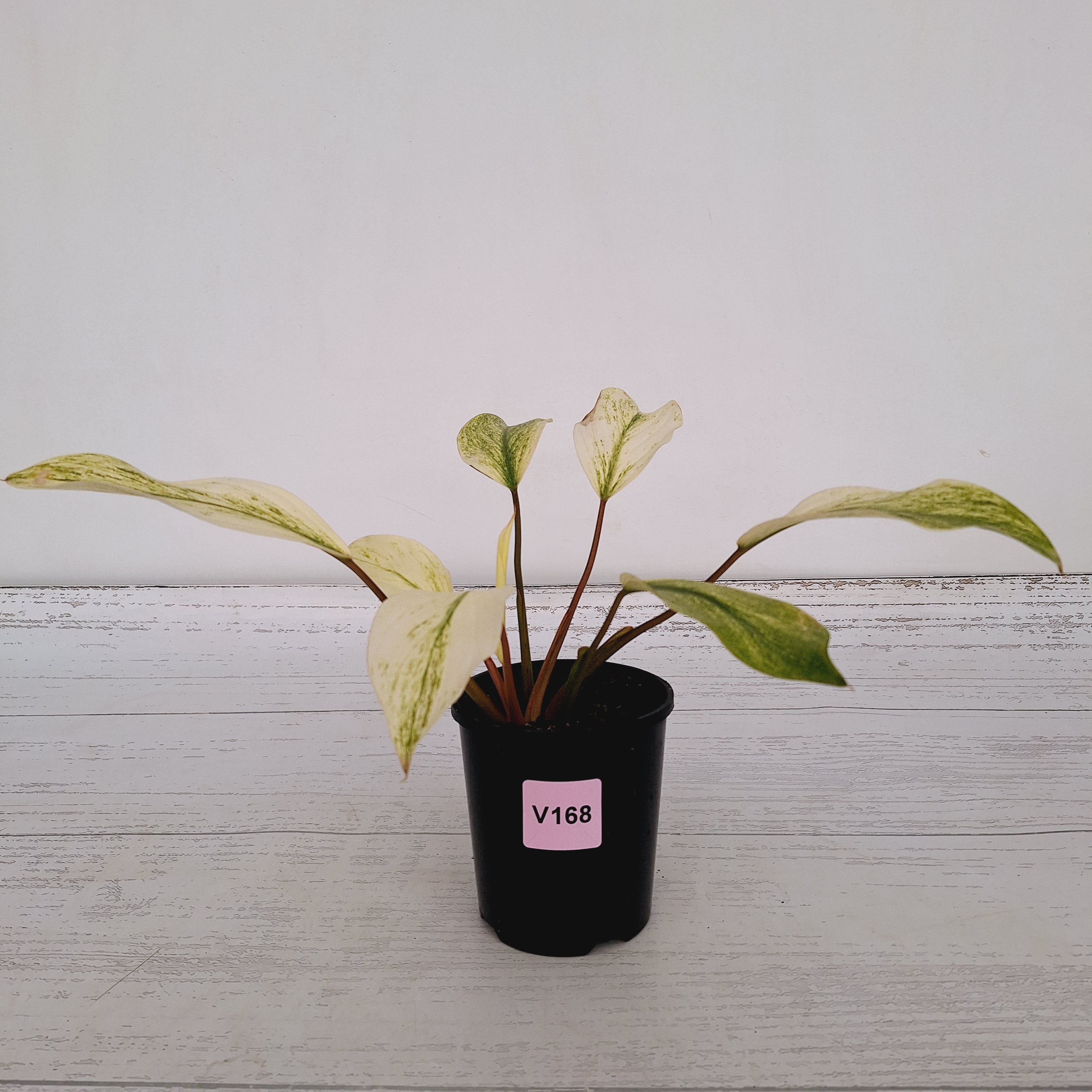 Homalomena Tropical Green Variegata -sale