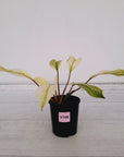 Homalomena Tropical Green Variegata -sale