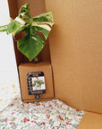 Monstera Albo 125mm Gift Box - Christmas Pre- Order