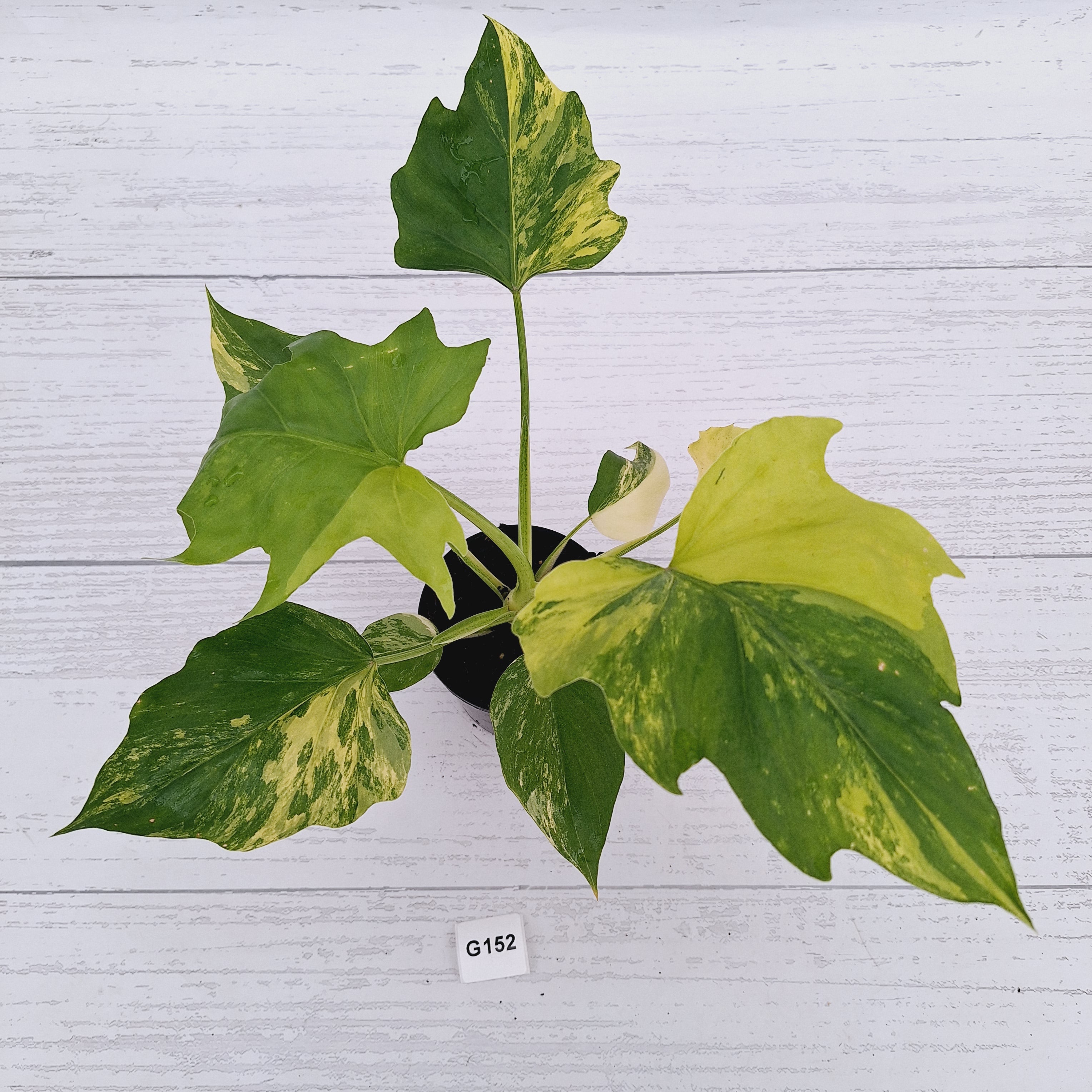 Philodendron warscewiczii Gold Variegata