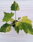 Philodendron warscewiczii Gold Variegata
