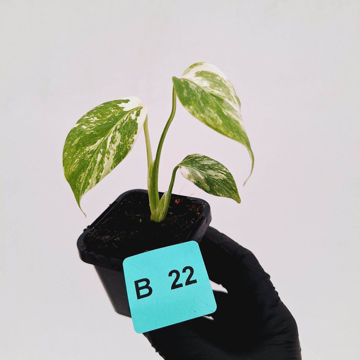Monstera borsigiana 'Albo' - SALE