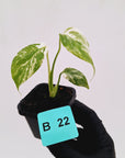 Monstera borsigiana 'Albo' - SALE
