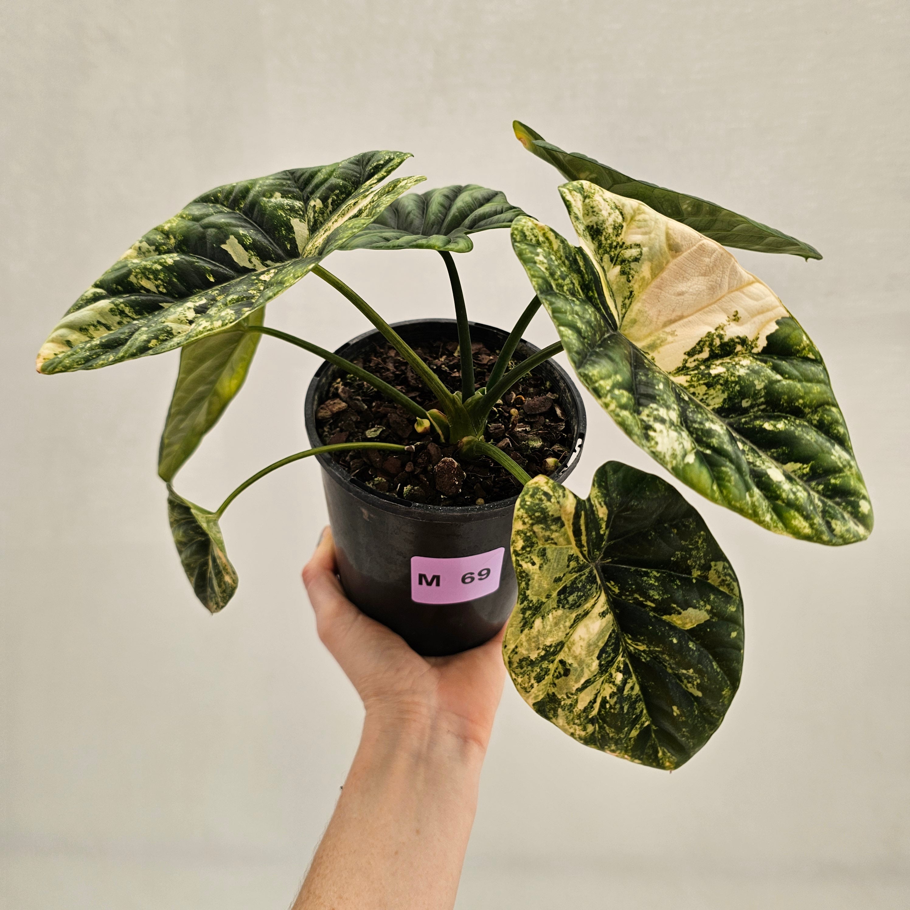 Alocasia sinuata Variegata