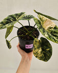 Alocasia sinuata Variegata