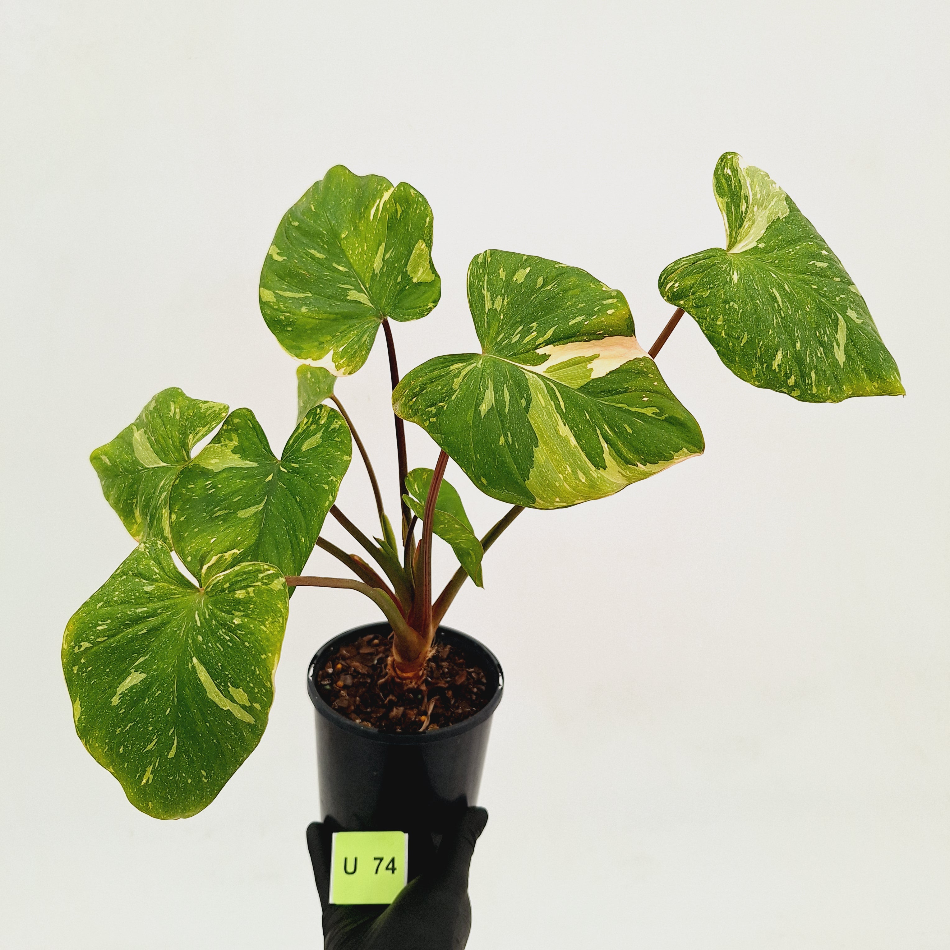 Homalomena rubescens Variegata