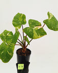Homalomena rubescens Variegata