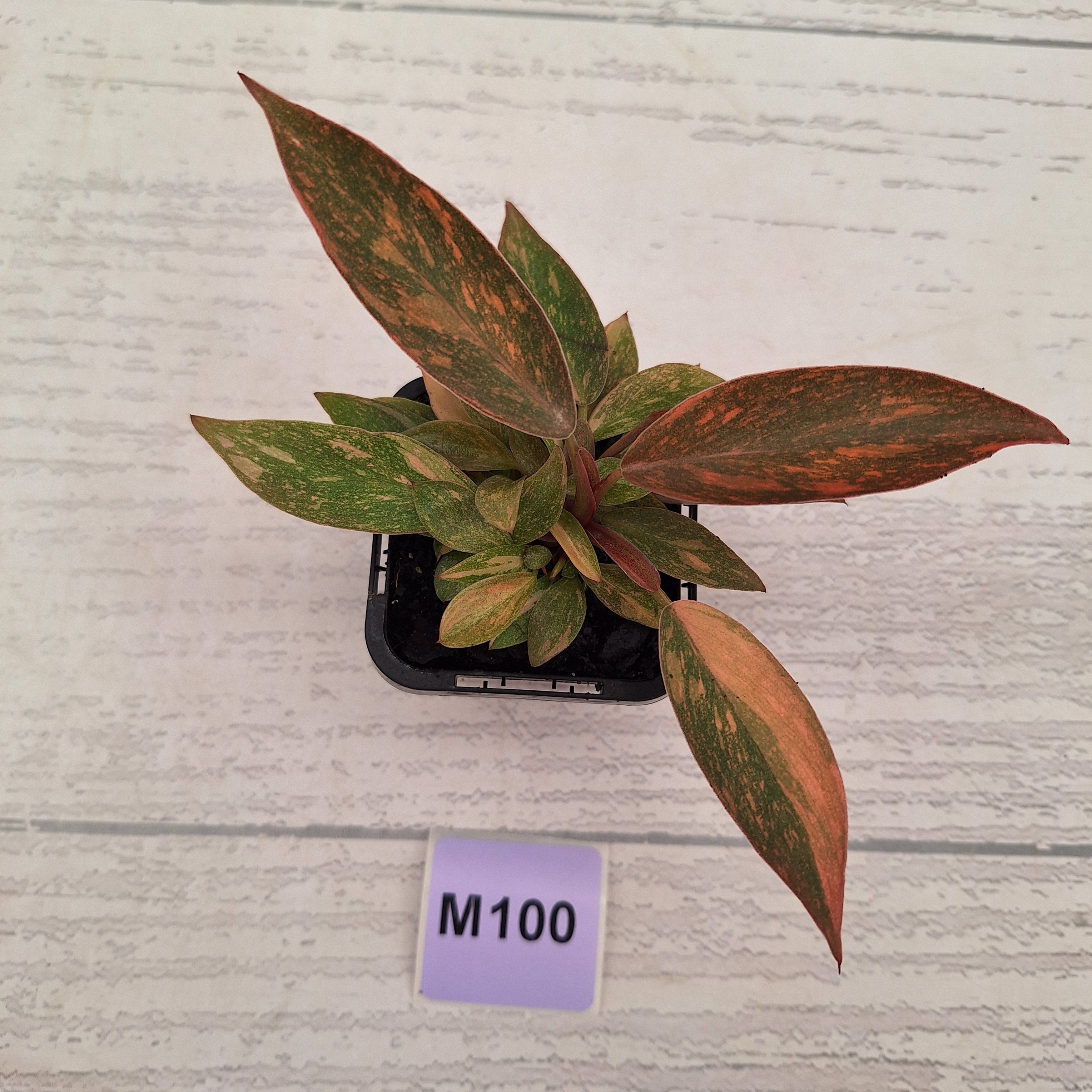Philodendron 'Orange Princess' 70mm
