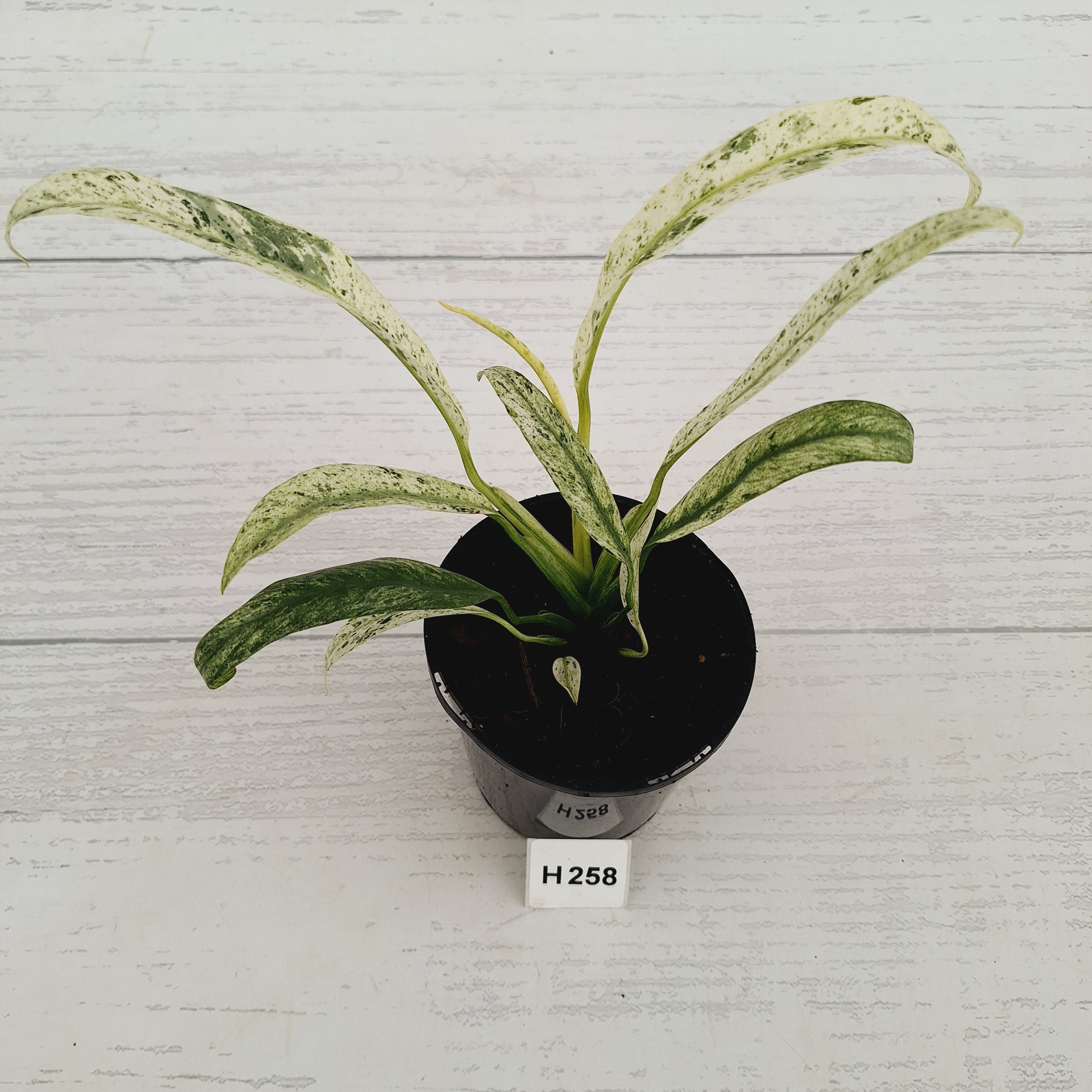 Epipremnum giganteum variegata