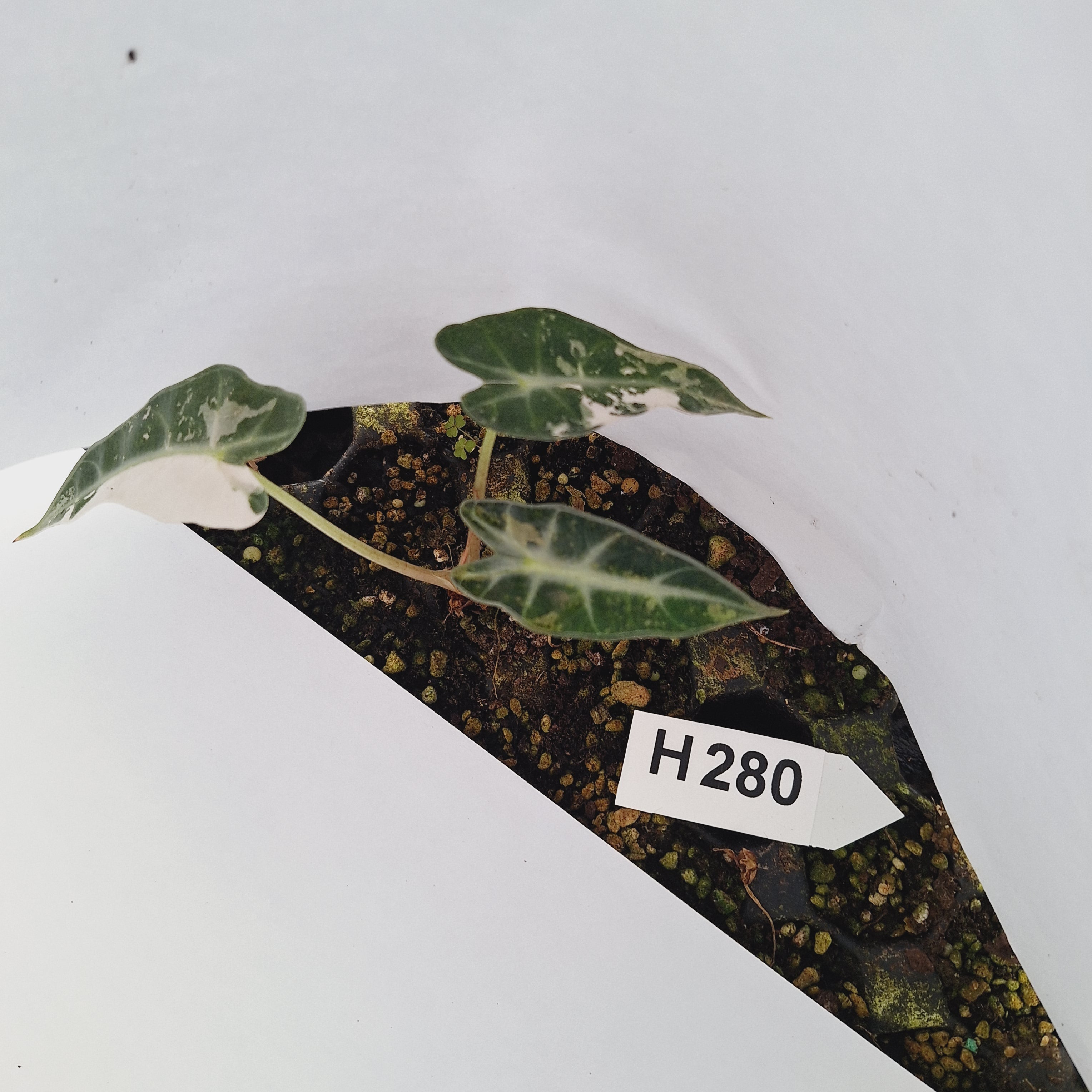 Alocasia Amazonica  bambino Variegata - Bare Bottom Baby - SALE
